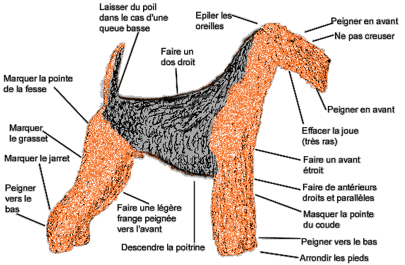 l'Airedale Terrier