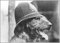 Chien policier