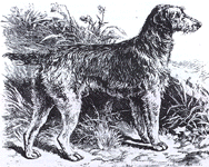 "Airedale" de 1887