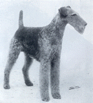 Champion 1947 Brineland Bonnie Boy