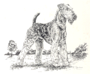 Airedale moderne