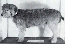 Bloss, 1887-1900