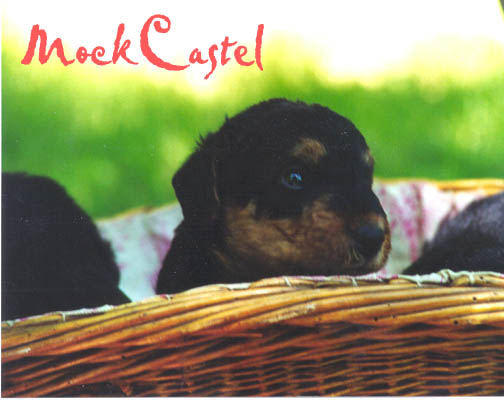 Chiot2