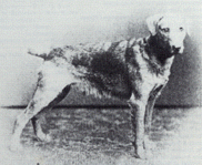 Ch. Newbould Test 1891