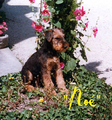 Noe