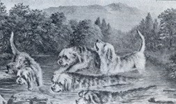 Meute de Otterhound