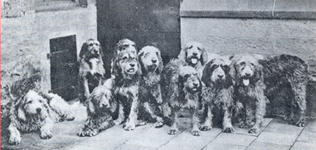 Meute de Otterhound
