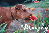 Murphy