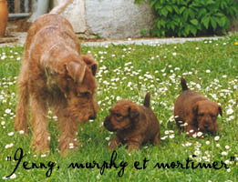 Jenny et ses chiots