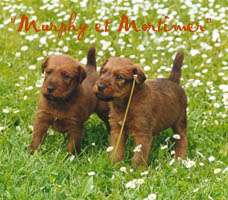Murphy et Mortimer