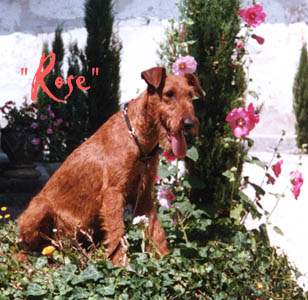 Melrose Delacourbe